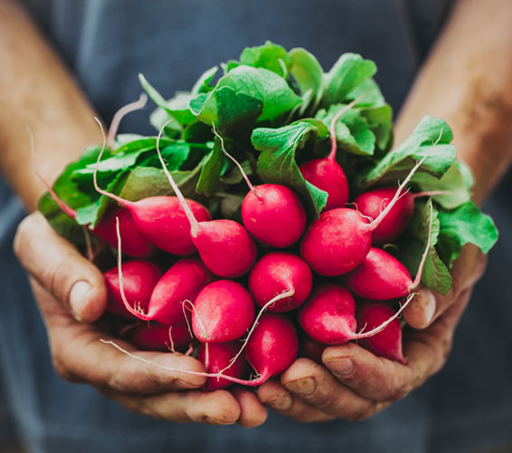 Hands_vegetables