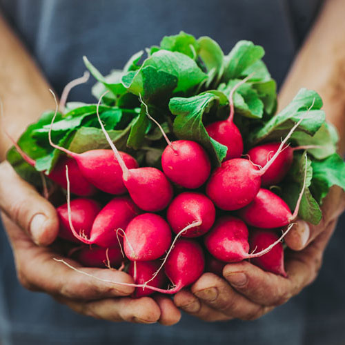 Hands_vegetables_Square