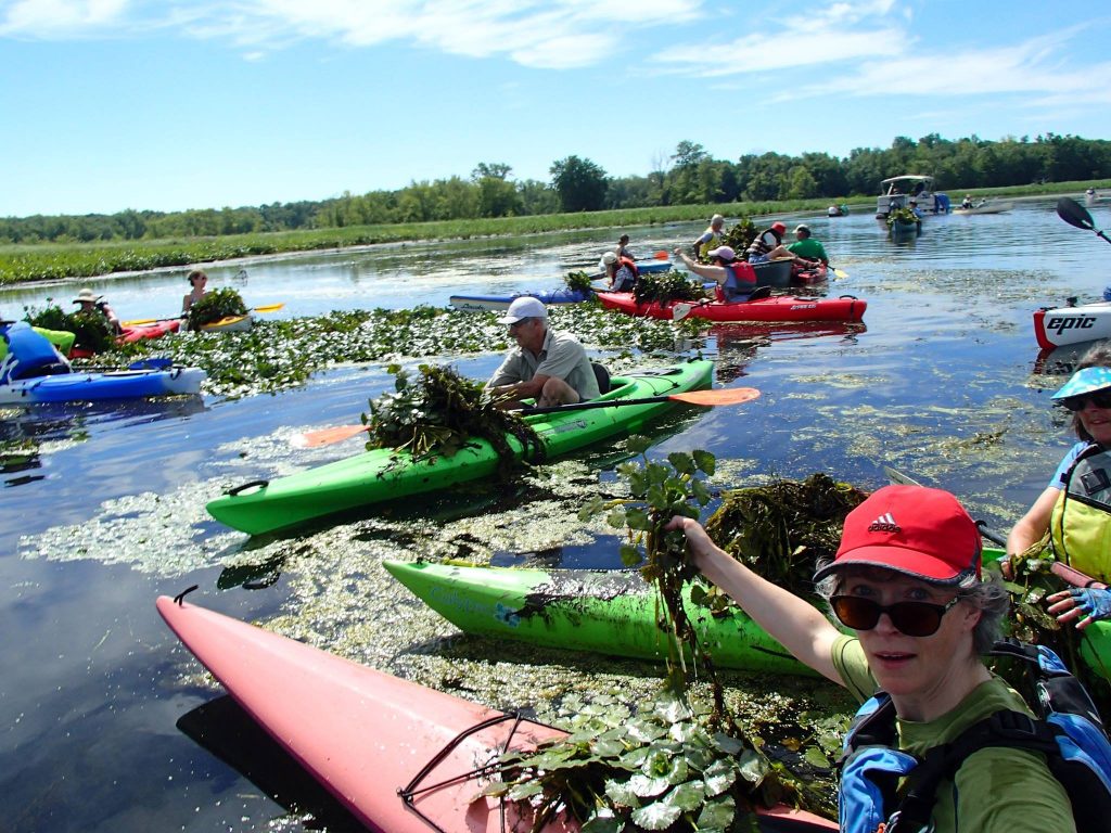 jonahcenter_waterchestnut jonahcenter_waterchestnut