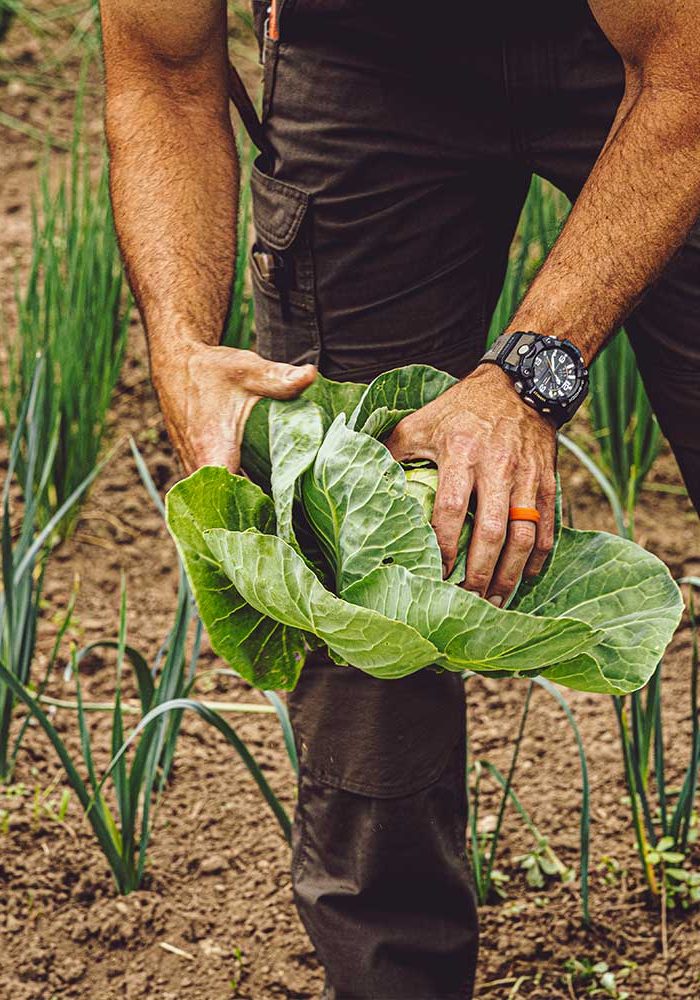 man harvesting cabbage