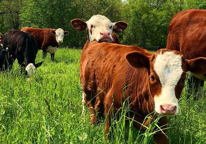 Silvo_pasture_1024x500 Silvo_pasture_1024x500