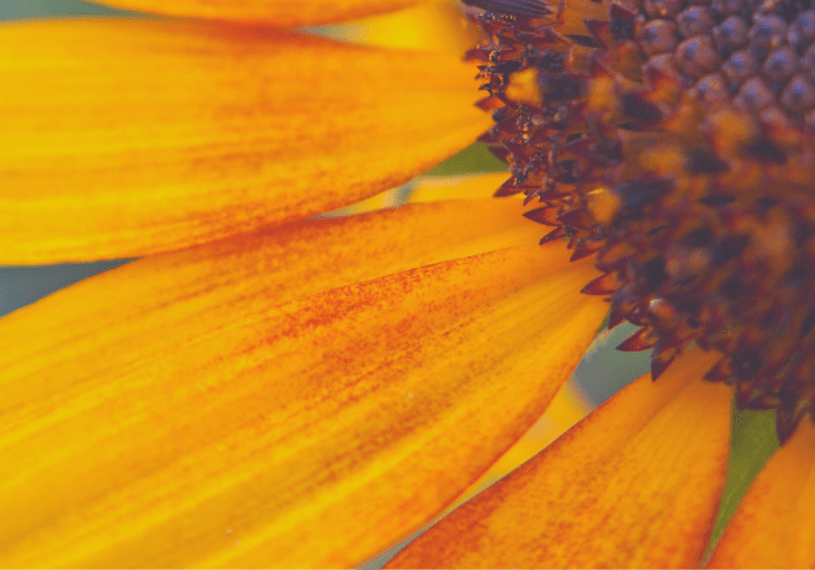 floral_bckgrd