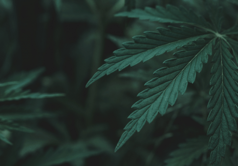 hemp_background hemp_background
