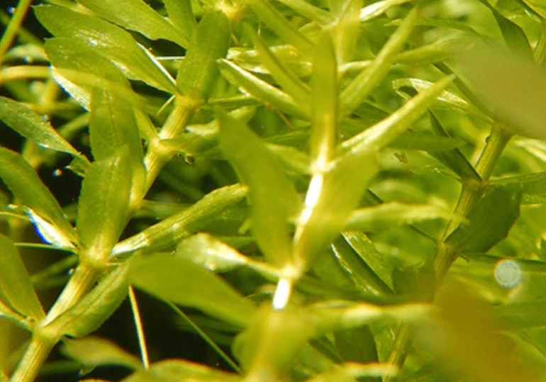 hydrilla