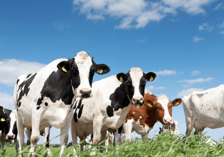 livestock_image livestock_image